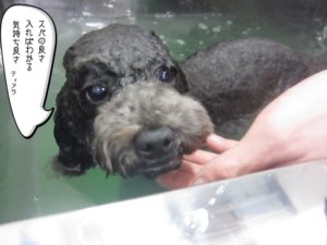 スパ中トイプードル