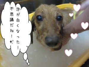 スパ中ミニチュアダックス