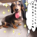 笑顔ミニチュアダックス