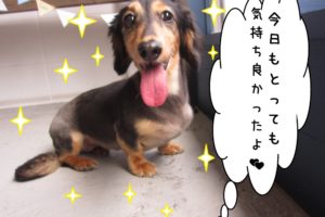 笑顔ミニチュアダックス