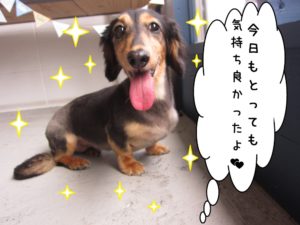 笑顔ミニチュアダックス