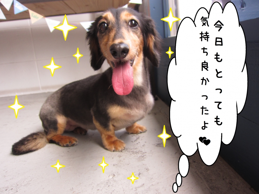 笑顔ミニチュアダックス