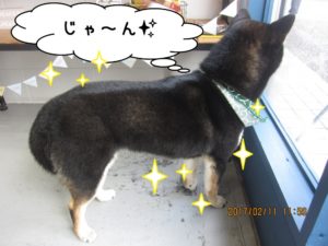 施術後柴犬