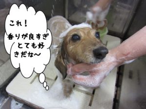 シャンプー中ミニチュアダックス