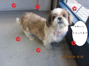 施術後シーズー