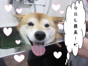 スパ中柴犬