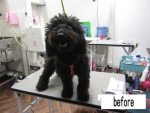 カット前トイプードル