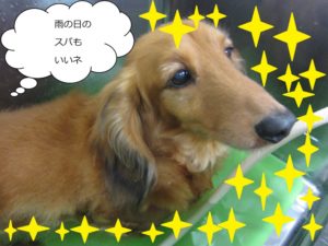 スパ中ミニチュアダックス