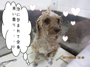 シャンプー中トイプードル