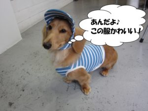 施術後ミニチュアダックス