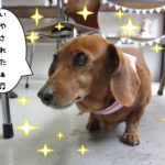 えっへんミニチュアダックス