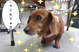 えっへんミニチュアダックス