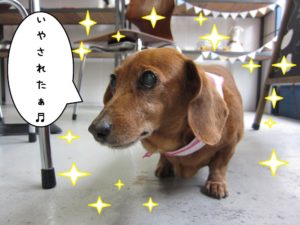 えっへんミニチュアダックス