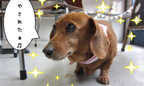 えっへんミニチュアダックス