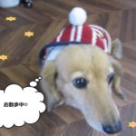 お散歩ミニチュアダックス