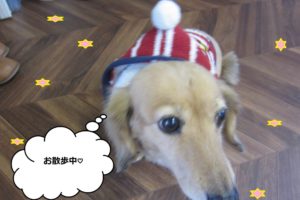 お散歩ミニチュアダックス