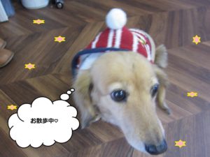 お散歩ミニチュアダックス