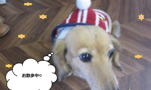 お散歩ミニチュアダックス