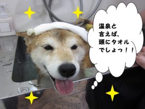 スパ中柴犬