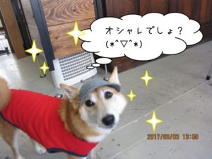 施術後柴犬