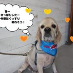 おすましコッカー