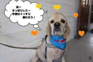 おすましコッカー