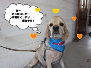 おすましコッカー