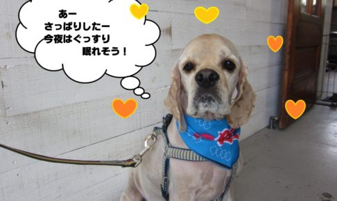 おすましコッカー