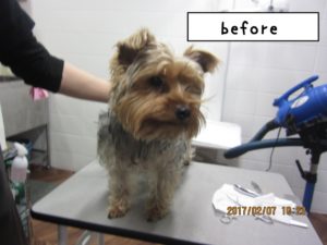 カット前ヨーキー