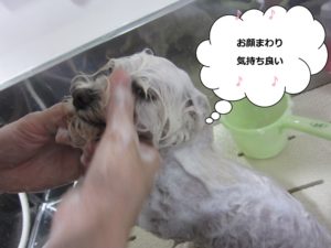 シャンプー中マルチーズ