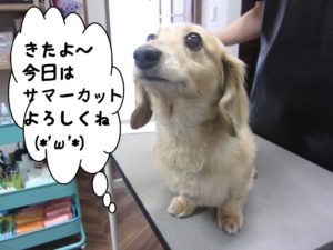 カット前ミニチュアダックス