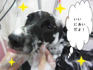 シャンプー中ミックス