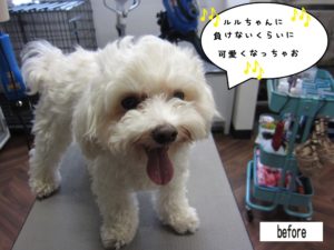 カット前マルチーズ