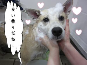 シャンプー中ミックス