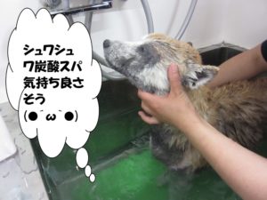 スパ中柴犬