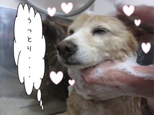 シャンプー中ミックス