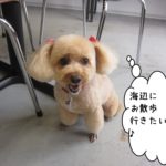 笑顔トイプードル