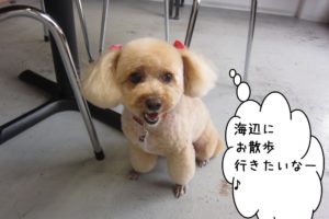 笑顔トイプードル