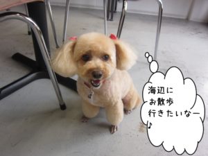 笑顔トイプードル