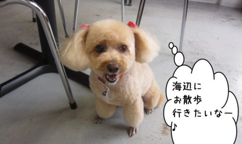 笑顔トイプードル