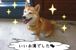 施術後柴犬