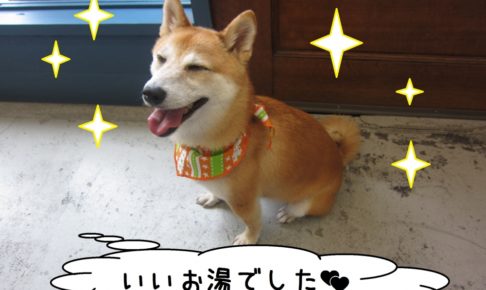 施術後柴犬