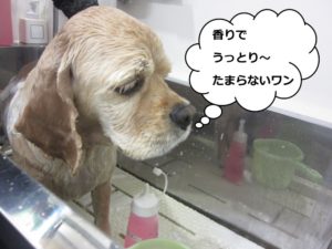 シャンプー中コッカー