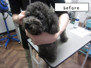 カット前トイプードル