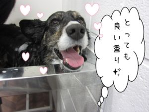 スパ中コーギー