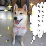 笑顔おすわり豆柴