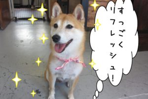 笑顔おすわり豆柴