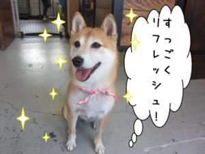 笑顔おすわり豆柴