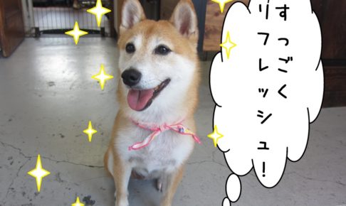 笑顔おすわり豆柴
