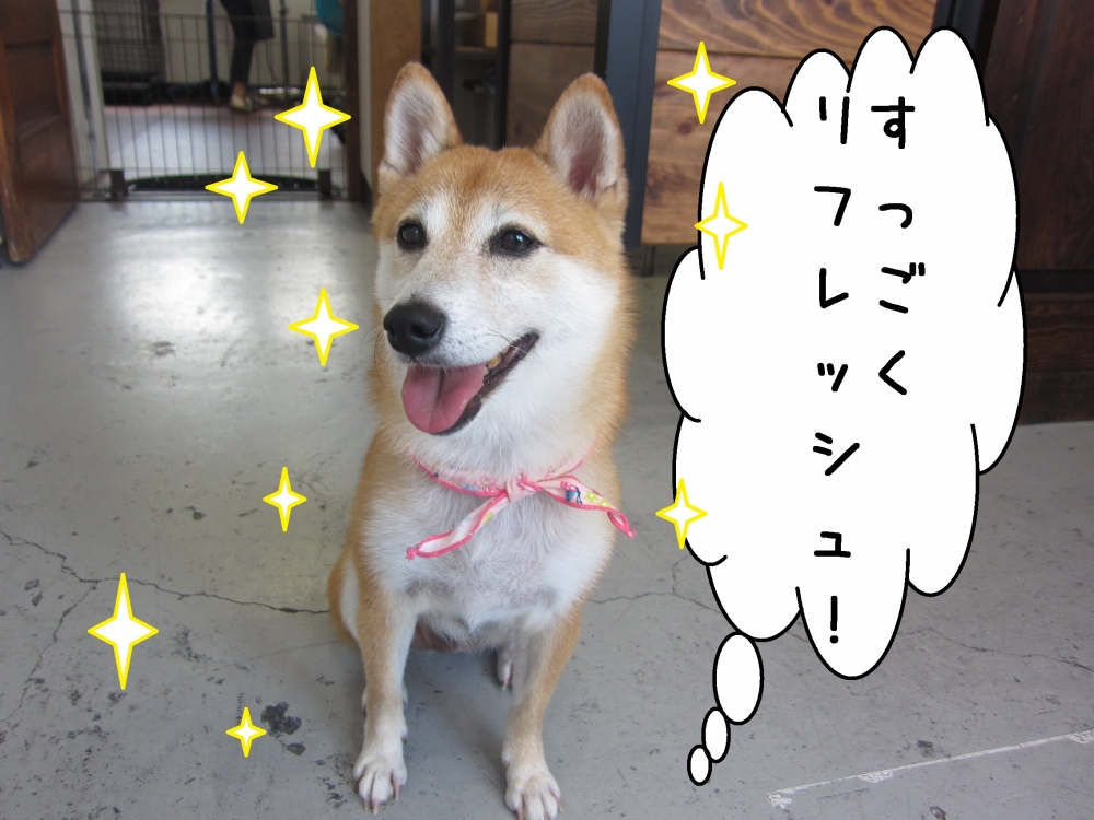 笑顔おすわり豆柴